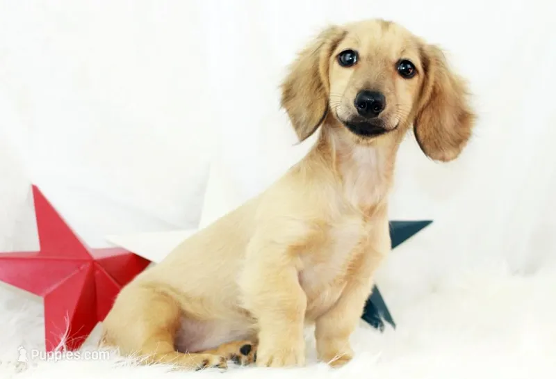 AKC Purdy 8623 – Miniature Dachshund puppy for sale in Houston, MO