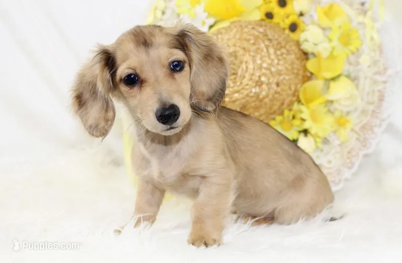 AKC Petunia 5446 – Miniature Dachshund puppy for sale in Houston, MO