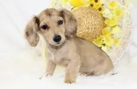 AKC Petunia 5446, a female Miniature Dachshund for sale in Houston, MO – Photo 1 of 8