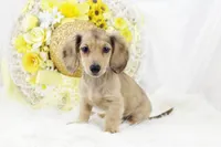 AKC Petunia 5446, a female Miniature Dachshund for sale in Houston, MO – Photo 8 of 8