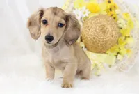 AKC Petunia 5446, a female Miniature Dachshund for sale in Houston, MO – Photo 2 of 8