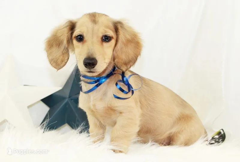AKC Petunia 5446 – Miniature Dachshund puppy for sale in Houston, MO