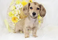 AKC Petunia 5446, a female Miniature Dachshund for sale in Houston, MO – Photo 4 of 8