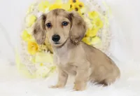 AKC Petunia 5446, a female Miniature Dachshund for sale in Houston, MO – Photo 3 of 8