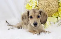 AKC Petunia 5446, a female Miniature Dachshund for sale in Houston, MO – Photo 7 of 8