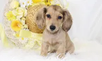 AKC Petunia 5446, a female Miniature Dachshund for sale in Houston, MO – Photo 5 of 8