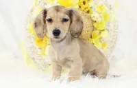 AKC Petunia 5446, a female Miniature Dachshund for sale in Houston, MO – Photo 6 of 8