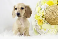 AKC Peggy 1070, a female Miniature Dachshund for sale in Houston, MO – Photo 1 of 7