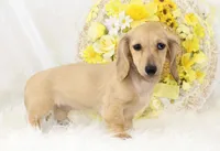 AKC Peggy 1070, a female Miniature Dachshund for sale in Houston, MO – Photo 6 of 7