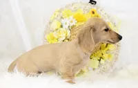 AKC Peggy 1070, a female Miniature Dachshund for sale in Houston, MO – Photo 7 of 7