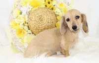 AKC Peggy 1070, a female Miniature Dachshund for sale in Houston, MO – Photo 3 of 7