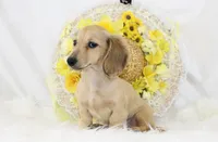AKC Peggy 1070, a female Miniature Dachshund for sale in Houston, MO – Photo 5 of 7