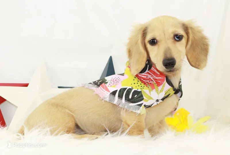 AKC Peggy 1070 – Miniature Dachshund puppy for sale in Houston, MO