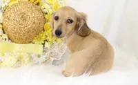 AKC Peggy 1070, a female Miniature Dachshund for sale in Houston, MO – Photo 4 of 7