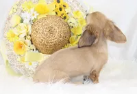 AKC Peggy 1070, a female Miniature Dachshund for sale in Houston, MO – Photo 2 of 7