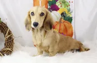 Cream Male 0113, a male Miniature Dachshund for sale in Houston, MO – Photo 1 of 6