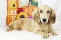 Cream Male 0113, a male Miniature Dachshund for sale in Houston, MO – Photo 3 of 6