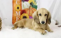 Cream Male 0113, a male Miniature Dachshund for sale in Houston, MO – Photo 2 of 6