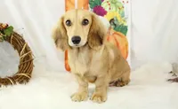 Cream Male 0113, a male Miniature Dachshund for sale in Houston, MO – Photo 5 of 6