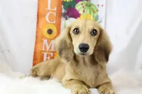 Cream Male 0113, a male Miniature Dachshund for sale in Houston, MO – Photo 4 of 6