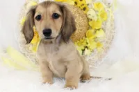 AKC Pansy 0874, a female Miniature Dachshund for sale in Houston, MO – Photo 6 of 7