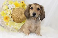 AKC Pansy 0874, a female Miniature Dachshund for sale in Houston, MO – Photo 1 of 7