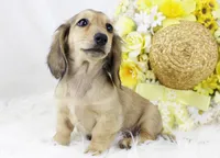 AKC Pansy 0874, a female Miniature Dachshund for sale in Houston, MO – Photo 2 of 7