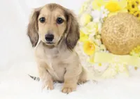 AKC Pansy 0874, a female Miniature Dachshund for sale in Houston, MO – Photo 4 of 7