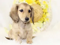 AKC Pansy 0874, a female Miniature Dachshund for sale in Houston, MO – Photo 3 of 7