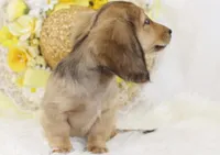 AKC Pansy 0874, a female Miniature Dachshund for sale in Houston, MO – Photo 5 of 7