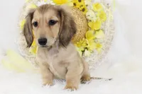 AKC Pansy 0874, a female Miniature Dachshund for sale in Houston, MO – Photo 7 of 7