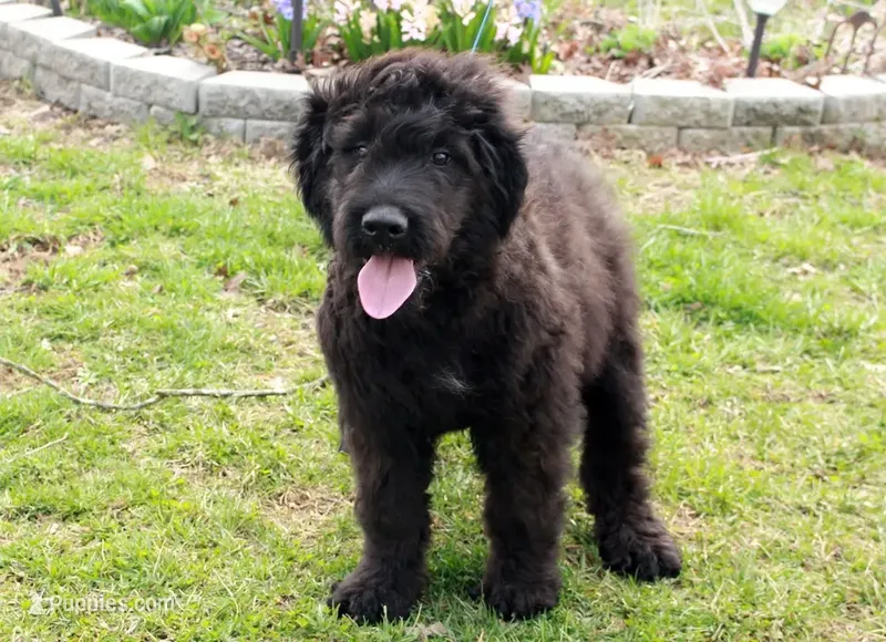 Bouvier AKC