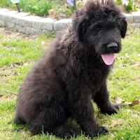 Bouvier AKC, a male Bouvier des Flandres for sale in Houston, MO – Photo 2 of 4