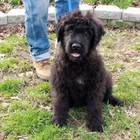 Bouvier AKC, a male Bouvier des Flandres for sale in Houston, MO – Photo 3 of 4