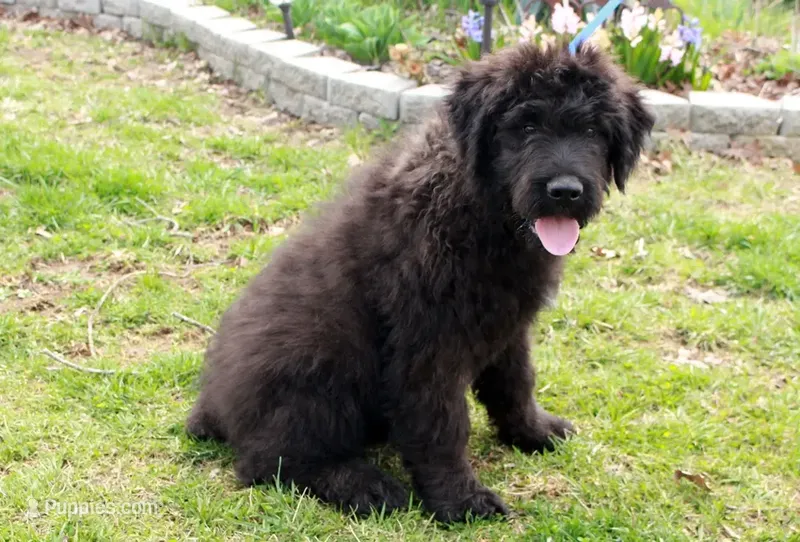 Bouvier AKC
