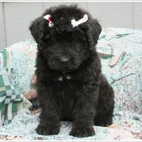 Bouvier AKC, a male Bouvier des Flandres for sale in Houston, MO – Photo 4 of 4