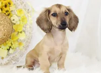 AKC Popette 6209, a female Miniature Dachshund for sale in Houston, MO – Photo 6 of 8