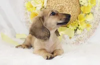 AKC Popette 6209, a female Miniature Dachshund for sale in Houston, MO – Photo 5 of 8