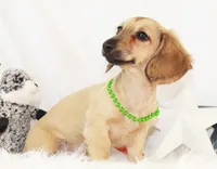 AKC Popette 6209, a female Miniature Dachshund for sale in Houston, MO – 4 of 4