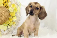 AKC Popette 6209, a female Miniature Dachshund for sale in Houston, MO – Photo 7 of 8