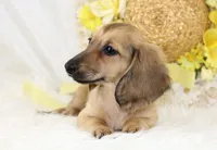 AKC Popette 6209, a female Miniature Dachshund for sale in Houston, MO – Photo 4 of 8