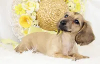 AKC Popette 6209, a female Miniature Dachshund for sale in Houston, MO – Photo 2 of 8