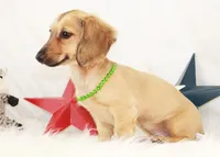 AKC Popette 6209, a female Miniature Dachshund for sale in Houston, MO – 2 of 4