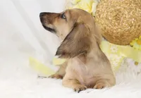 AKC Popette 6209, a female Miniature Dachshund for sale in Houston, MO – Photo 3 of 8