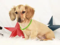 AKC Popette 6209, a female Miniature Dachshund for sale in Houston, MO – 1 of 4