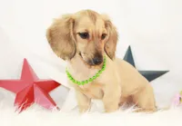 AKC Popette 6209, a female Miniature Dachshund for sale in Houston, MO – 3 of 4