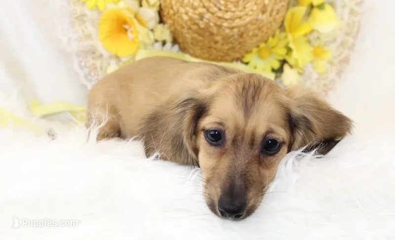 AKC Popette 6209 – Miniature Dachshund puppy for sale in Houston, MO