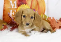AKC Natalie 7035, a female Miniature Dachshund for sale in Houston, MO – Photo 5 of 5