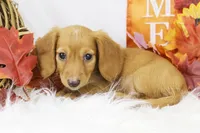 AKC Natalie 7035, a female Miniature Dachshund for sale in Houston, MO – Photo 4 of 5