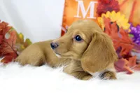 AKC Natalie 7035, a female Miniature Dachshund for sale in Houston, MO – Photo 2 of 5